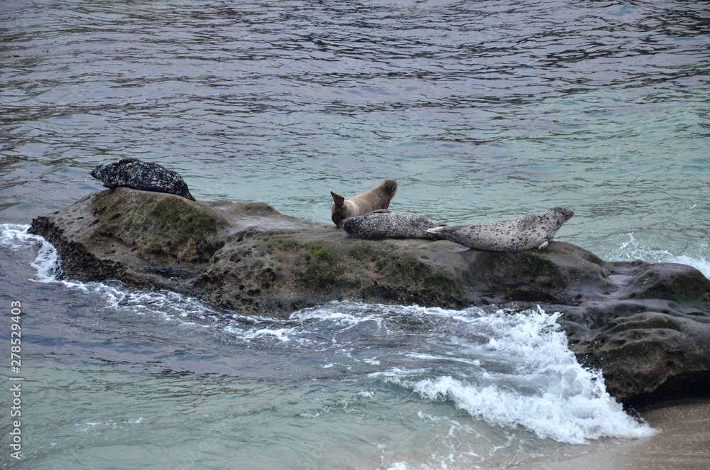 Fototapeta premium Sea Lion Family sitting on the rocks La Jolla Beach, San Diego