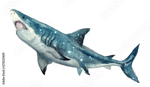 Watercolor shark on the white background. Hand-painted realistic underwater animal art.Humpback, Grey, Blue, Killer, Cachalot, Bowhead, Beluga,  for design, print, sticker or background postcard