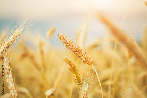 beautiful golden wheat field  copy space