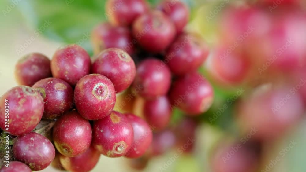 Coffee beans ripening on a tree Coffee beans ripening on a tree