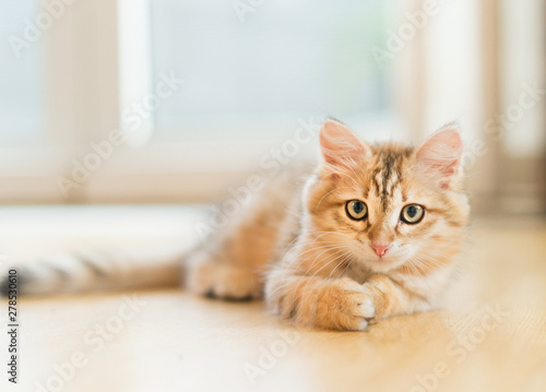 Fototapeta Naklejka Na Ścianę i Meble -  Young fluffy sweet red kitten lying on the floor at window background. Purebred Siberian cat. Cat looking at camera