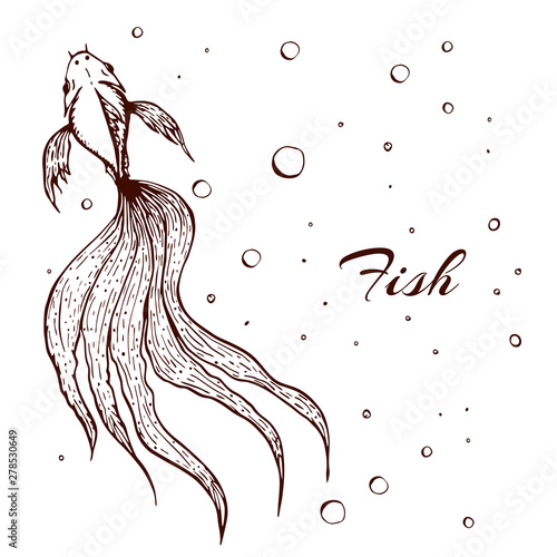 decorative hand drawn fish illustration. sketched line fish graphic. long wavy tailed fish with bubbles on white. engraved illustration of top view of Fighting or betta fish, koi.great for logo tattoo