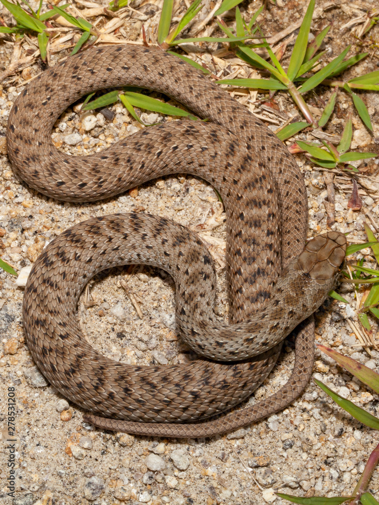 Fototapeta premium Eine junge Eidechsennatter in der Draufsicht mit der typischen Jugendzeichnung