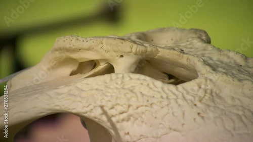 Steady, close up shot of the oxygen receptacle of a saltwater crocodile skull. photo