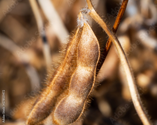 Macro of dry soybeans pods. Harvest of soy beans - agriculture legumes plant. Soybean field