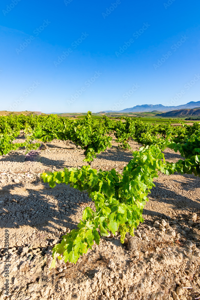 vineyards in La Rioja, spain