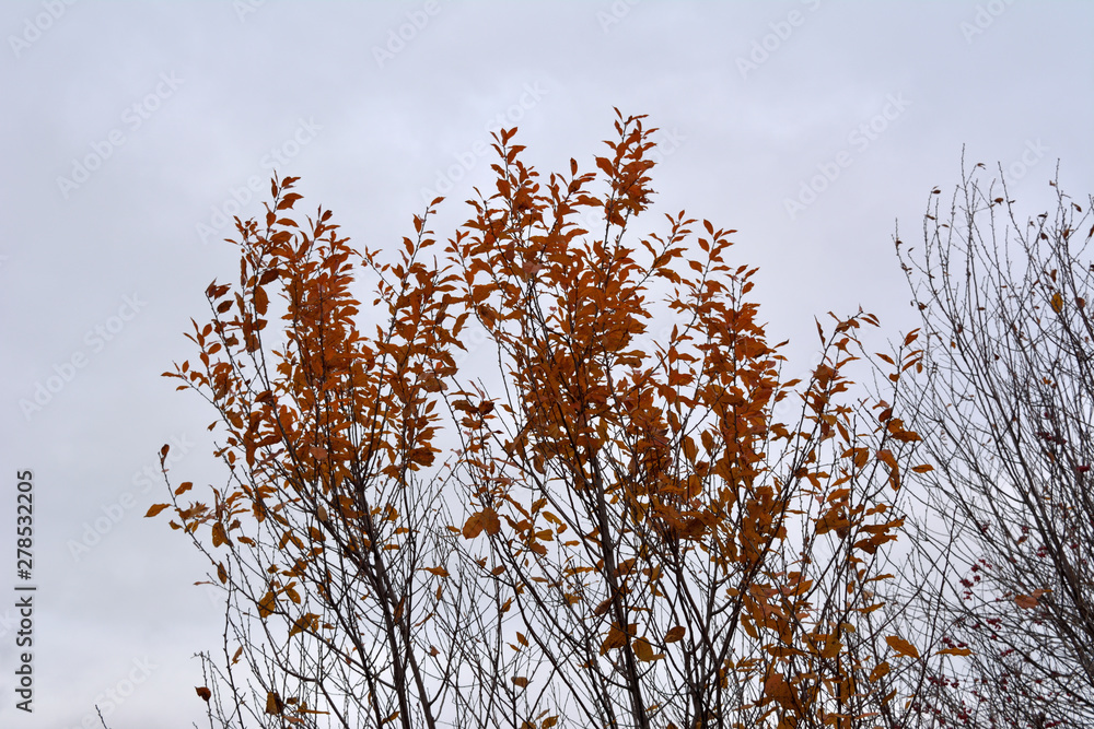 Orange leaves on trees on the background of grey cloudy sky. Autumn garden. Orange leaves on trees on the background of grey cloudy sky. Autumn garden.
