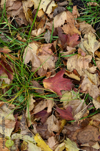 Fallen leaves in green grass in autumn.