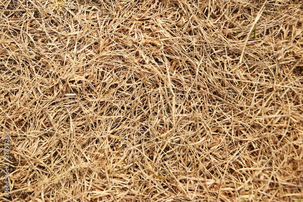 The photo shows the texture of yellow grass.
