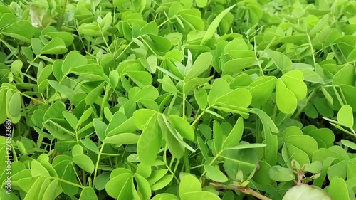 background of green leaves