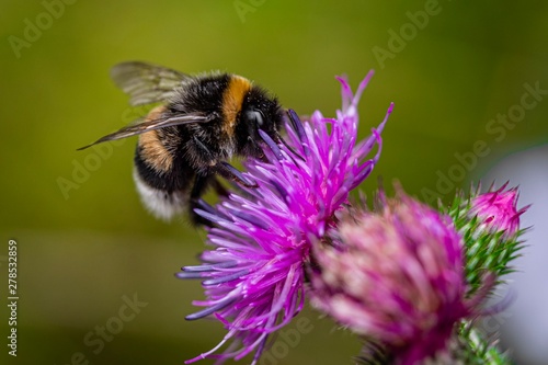 Leinwand Poster bee on flower
