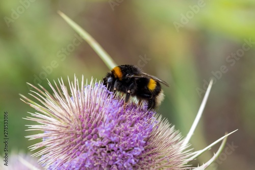 Bumblebeeee on flower © Sven