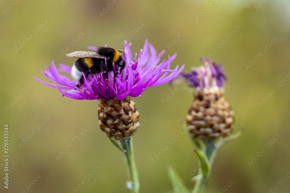 Bumblebee on flower Bumblebee on flower