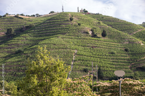 View of the M. Chapoutier Crozes-Hermitage vineyards in Tain l'Hermitage, Rhone valley, France photo