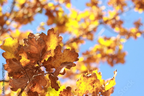 Looking up at clear blue sky thru crisp orange and brown autumn leaves
