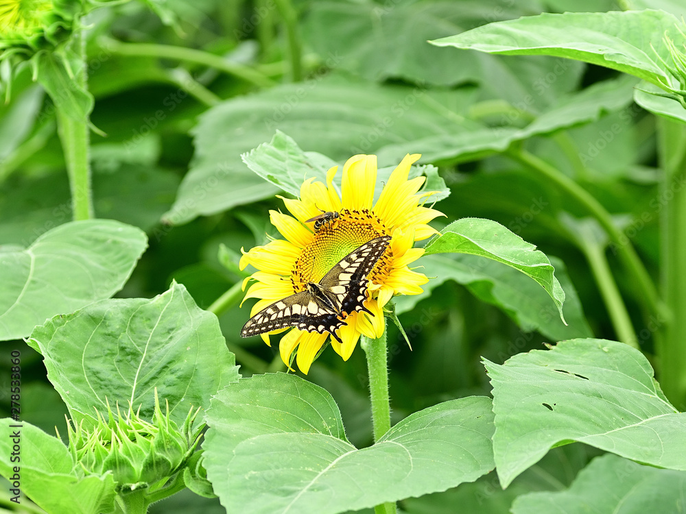 Sunflowers can be seen in the summer. Sunflowers can be seen in the summer.