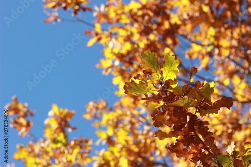 Looking up at clear blue sky thru crisp orange and brown autumn leaves