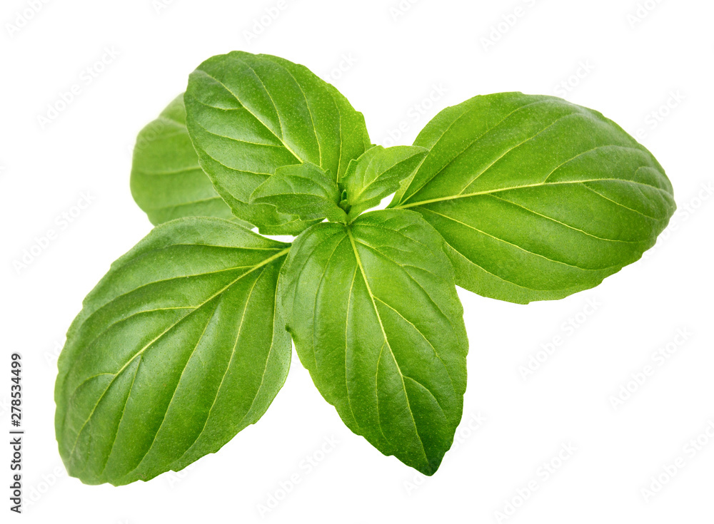 Green basil leaves - obrazy, fototapety, plakaty 
