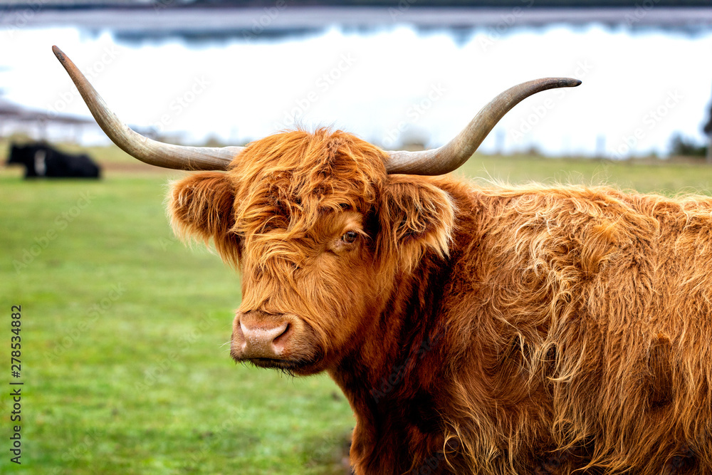 Highland cattle with large horns looking straight Highland cattle with large horns looking straight