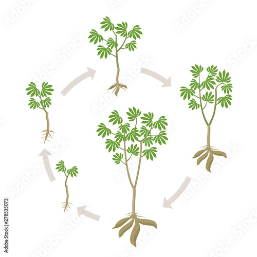 Cassava plant round growth stages set. Manihot esculenta ripening period progression. Manioc, yuca macaxeira mandioca and aipim life cycle animation phases. Cassava tubers harvested. photo