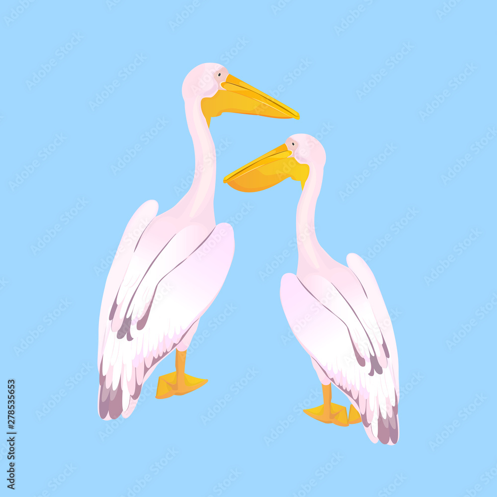 A couple of pink pelicans. Waterfowl. A large gregarious waterbird with a long bill A couple of pink pelicans. Waterfowl. A large gregarious waterbird with a long bill
