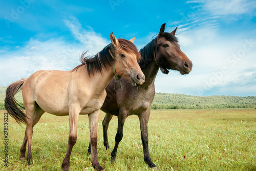 Beautiful brown horses on a farm © Stanislaw Mikulski