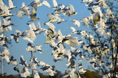 Flock of white birds, parrots called Corella's fly in bunched formation against blue sky. photo