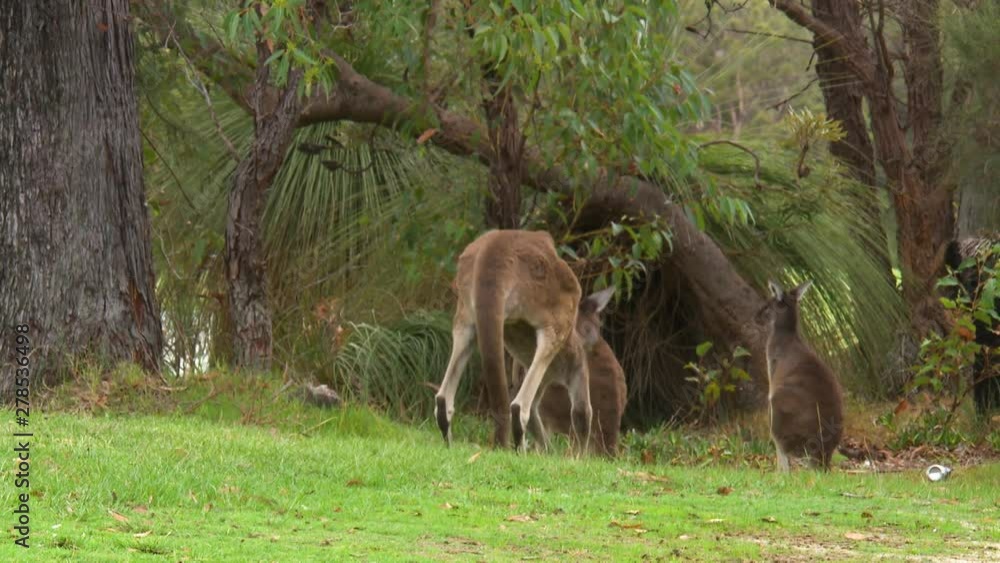 Steady, medium wide shot of a kangaroo walking towards two joeys. One scratches its back with its arm. Steady, medium wide shot of a kangaroo walking towards two joeys. One scratches its back with its arm.