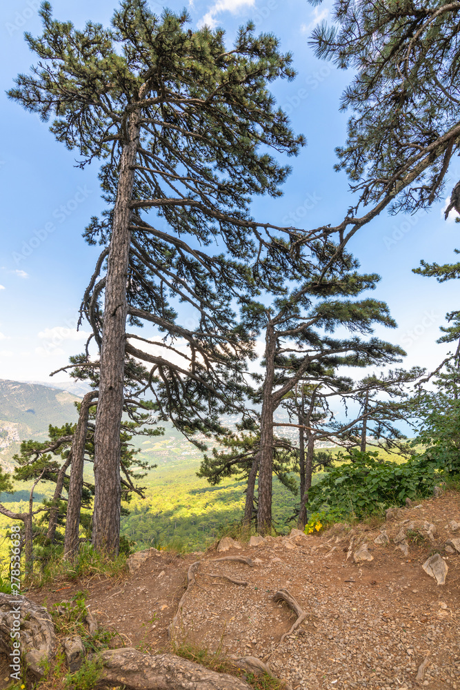 Beautiful pine tree on a mountain in Crimea Beautiful pine tree on a mountain in Crimea