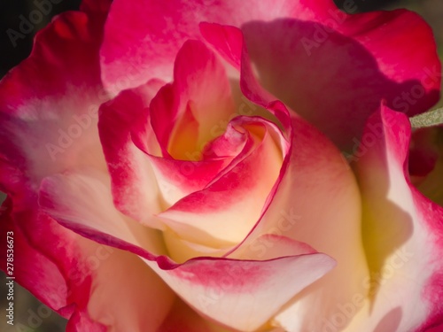 bi-color rose © Alto-MIZUNARI