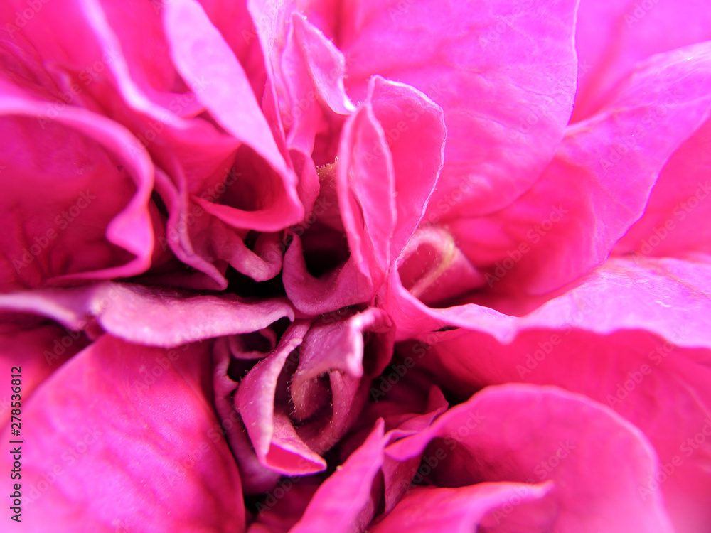 Peony flower macro photography Peony flower macro photography