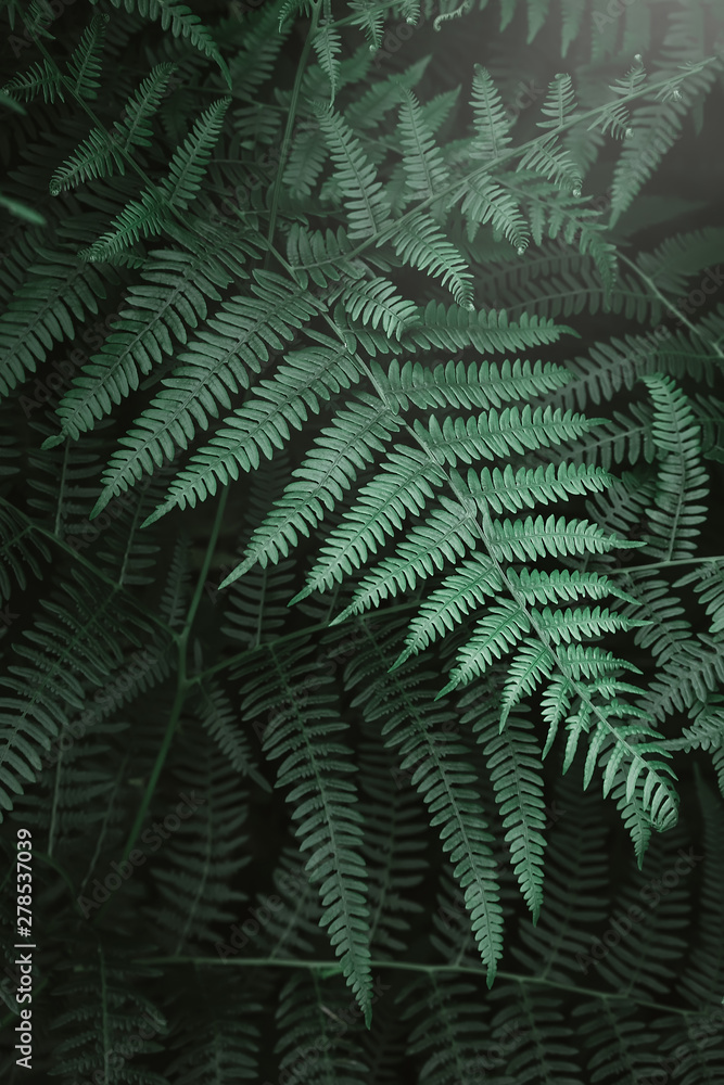 fern leaves and the dark forest stream