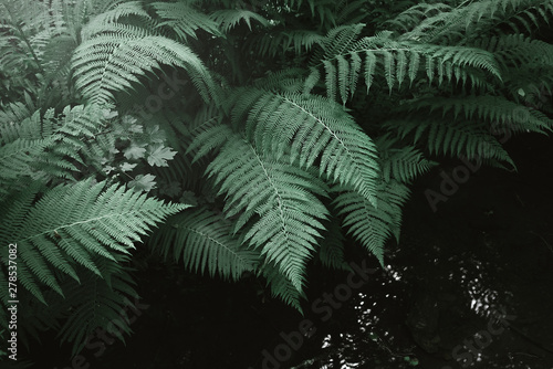 fern leaves and the dark forest stream