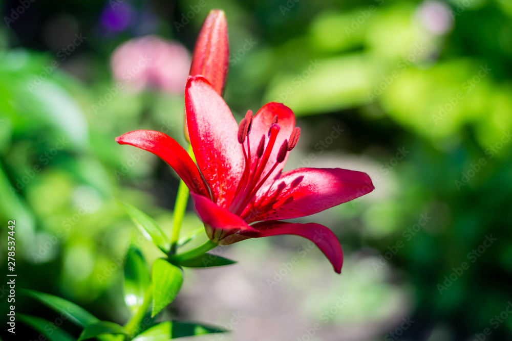 Beautiful glowing buds of red lily. Summer fresh flowers. Decoration for the holiday. Beautiful glowing buds of red lily. Summer fresh flowers. Decoration for the holiday.