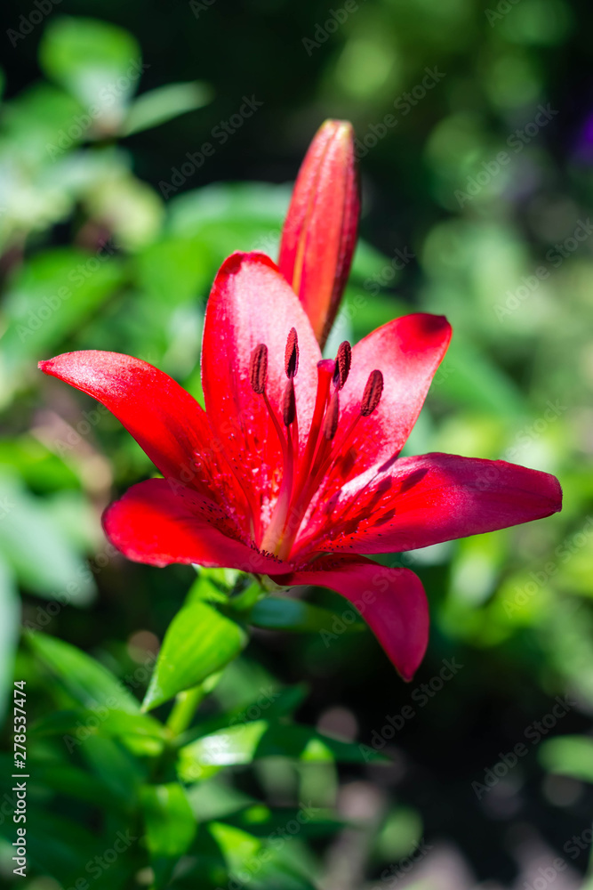 Beautiful glowing buds of red lily. Summer fresh flowers. Decoration for the holiday. Beautiful glowing buds of red lily. Summer fresh flowers. Decoration for the holiday.