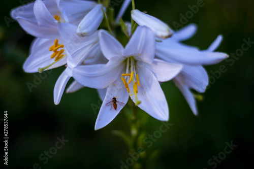 Wonderful white lily buds. Summer fresh flowers. Decoration for the holiday.