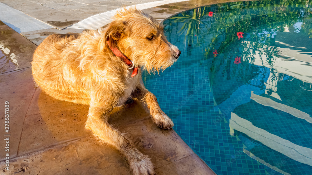 Φωτογραφία Terrier dog cooling off near the water of the swimming pool