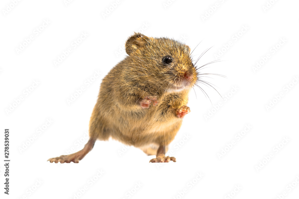 Cute harvest mouse isolated on white background Cute harvest mouse isolated on white background