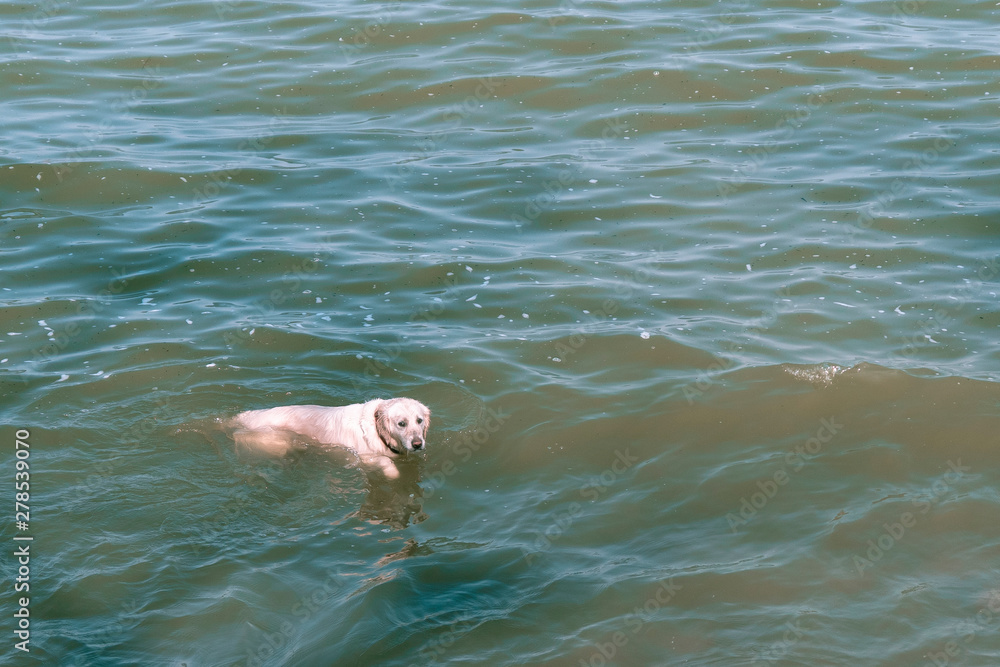 white labrador bathes in the blue sea. white dog swims in the sea