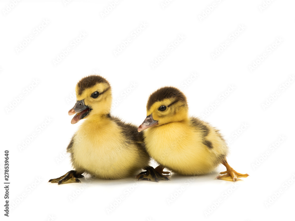 two  young ducks isolated