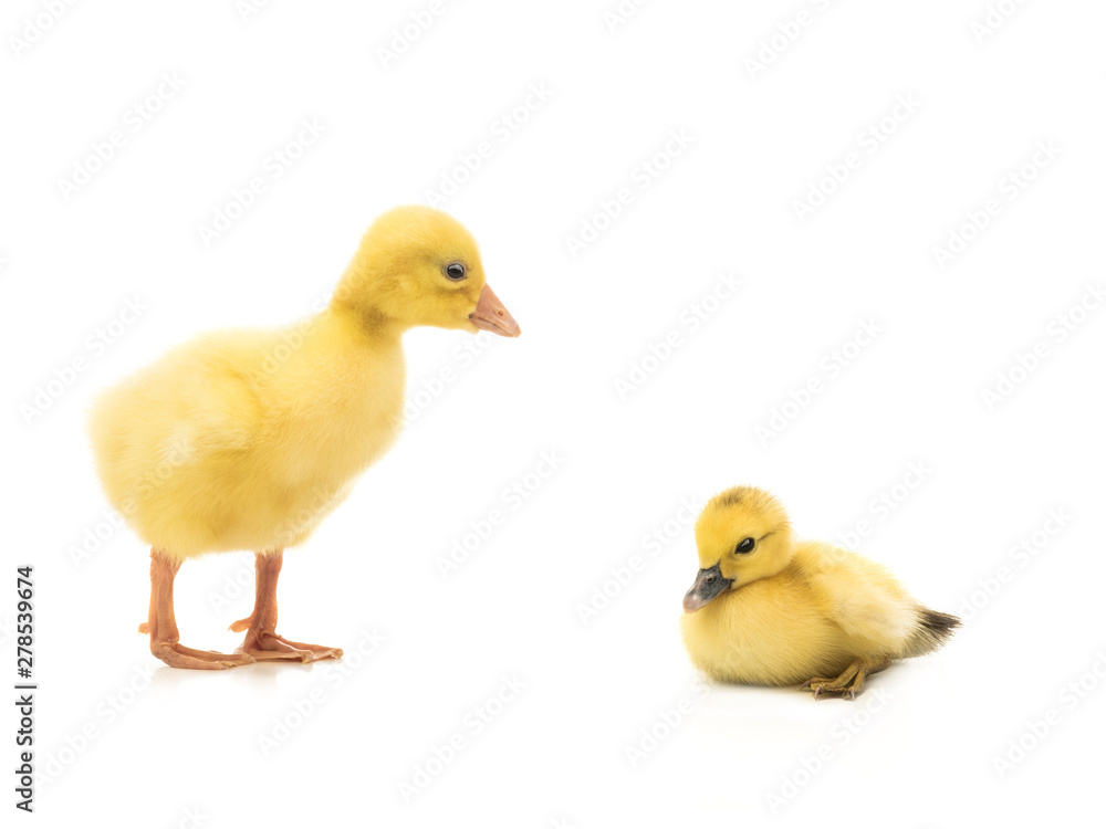 two young yellow goose isolated on white