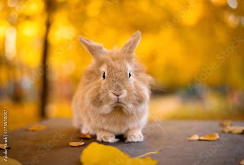 Cute decorative rabbit in autumn leaves. Golden autumn in maple leaves