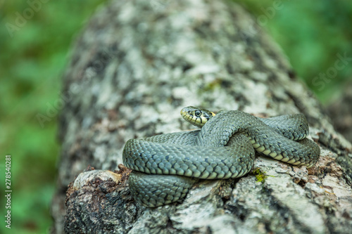 Coiled grass snake lying on a tree trunk