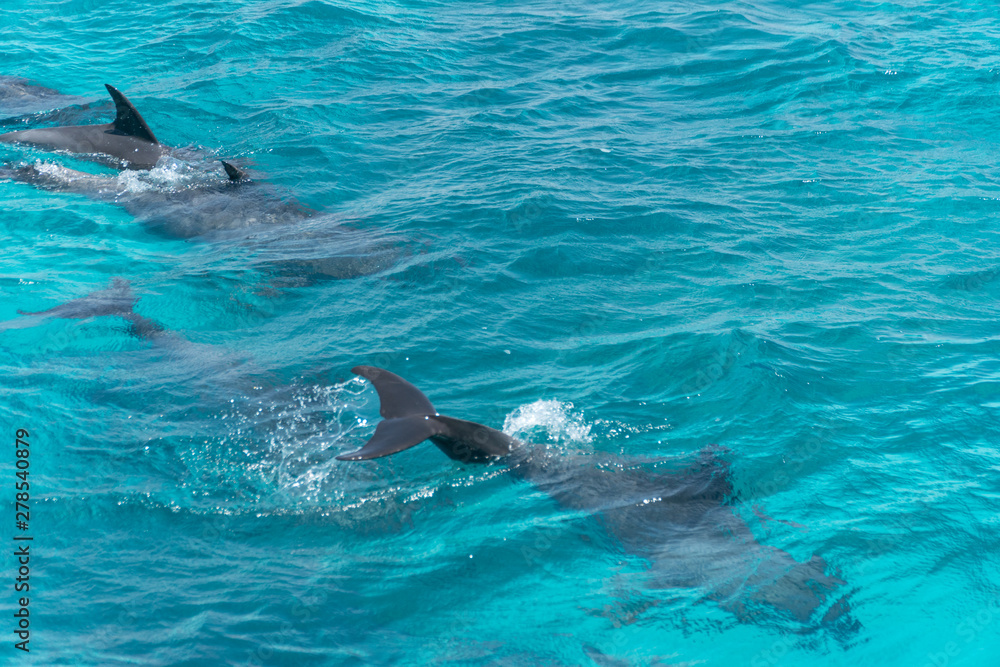 Naklejka premium Dolphin watch...