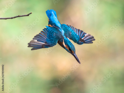 Fotografia, Obraz Common European Kingfisher dive