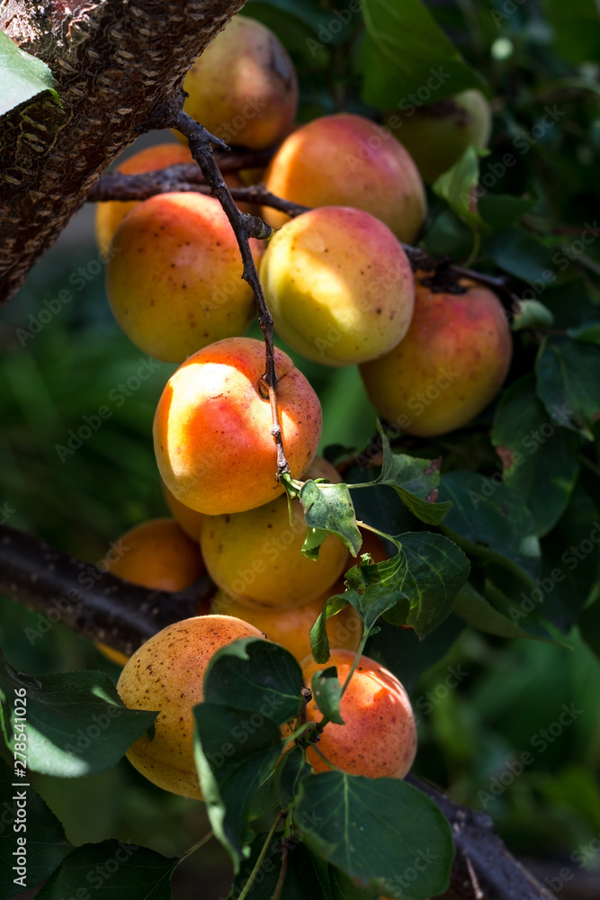 Branch of an apricot tree with ripe fruits in summer on organic plantation.