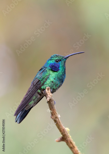Green Violet-ear (Colibri thalassinus) hummingbird perched on branch in Costa Rica