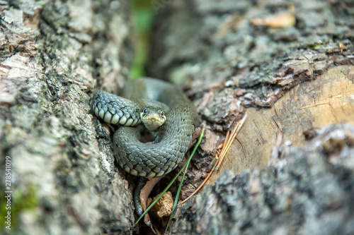 Coiled grass snake lying between tree trunks