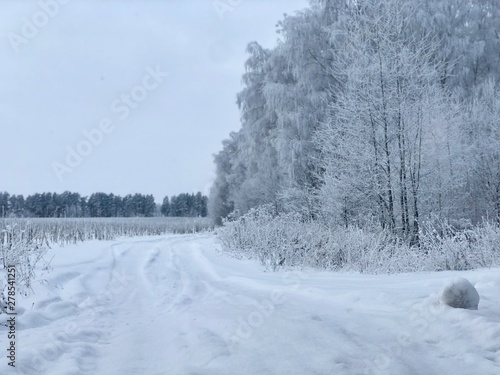 winter, snowy road in a desert forest on a frosty day © Viktoriia