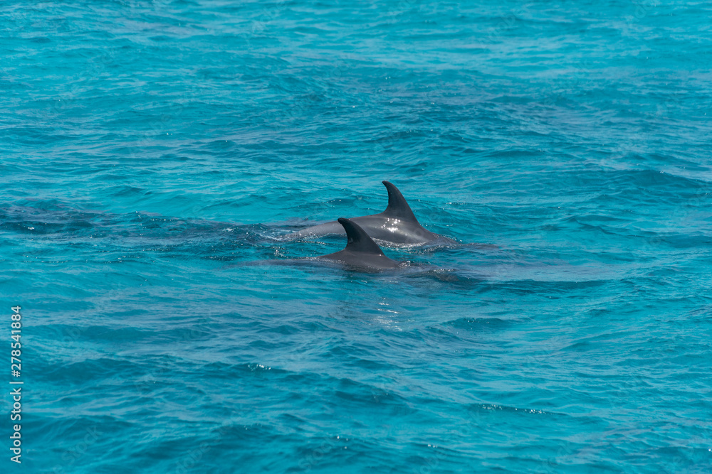 Fototapeta premium Dolphin watch...